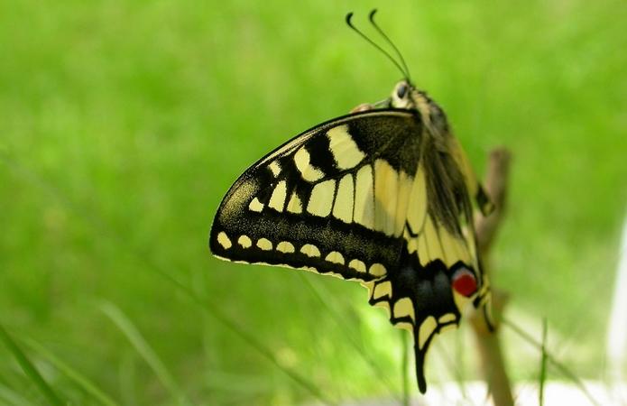 RECONNAITRE LES PAPILLONS | Le grand recensement des papillons de jardin